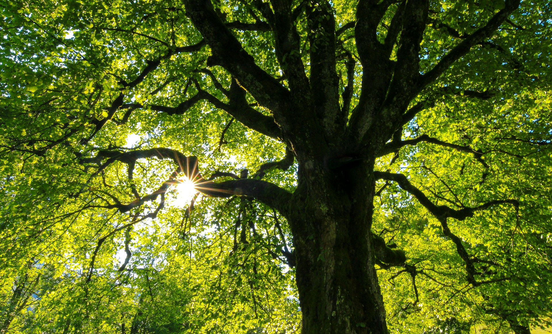 Will Planting Shady Trees Affect My AC Bill?